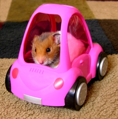 Hamstermobil, src http://www.whydidigowrong.co.uk/?p=421